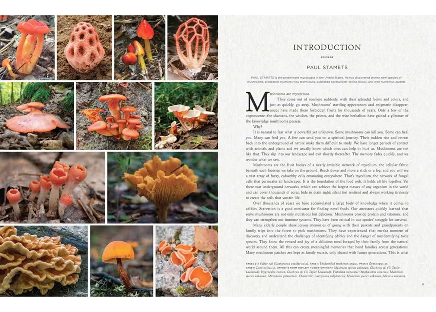 Fantastic Fungi: How Mushrooms Can Heal, Shift Consciousness, and Save the Planet