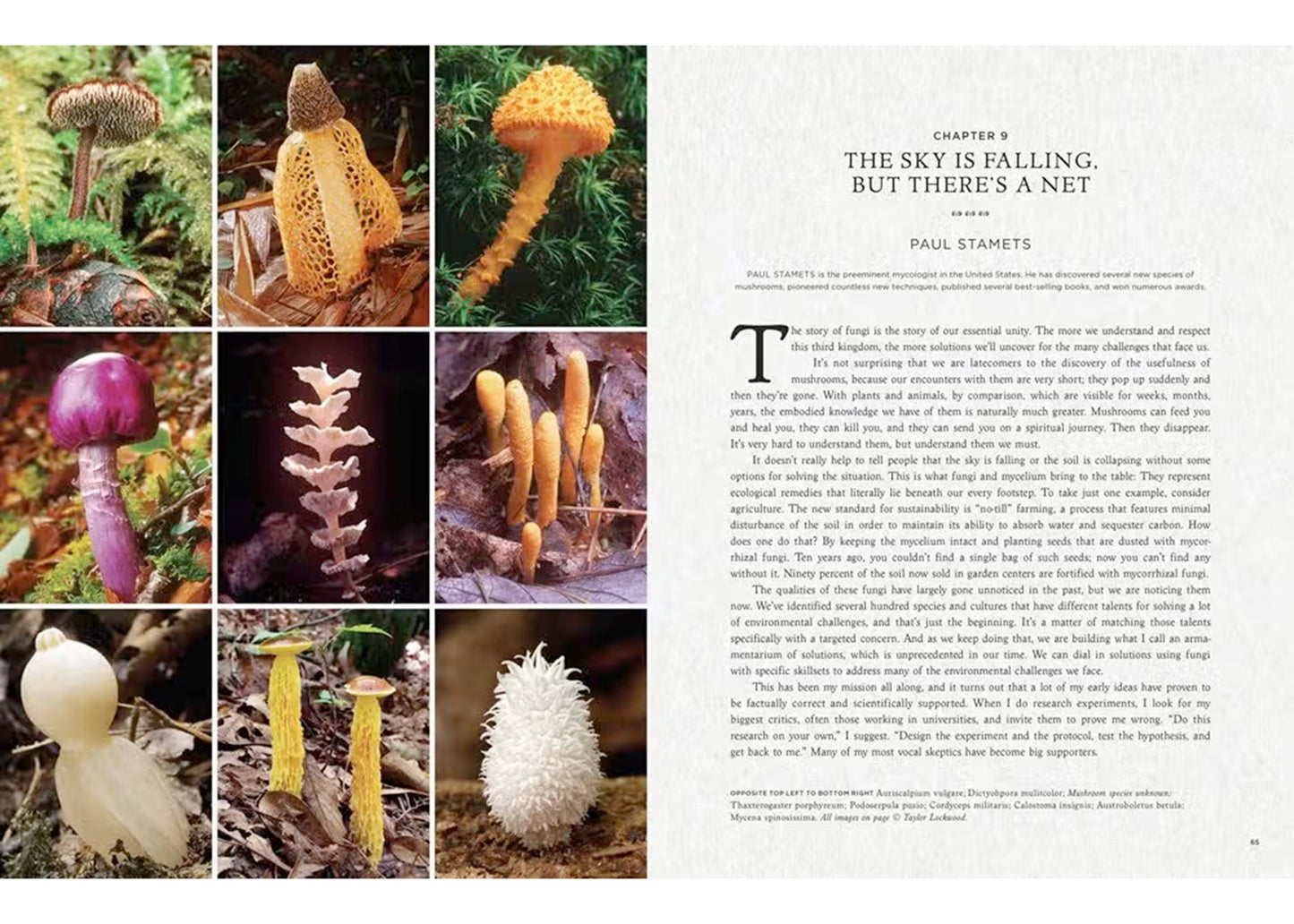 Fantastic Fungi: How Mushrooms Can Heal, Shift Consciousness, and Save the Planet