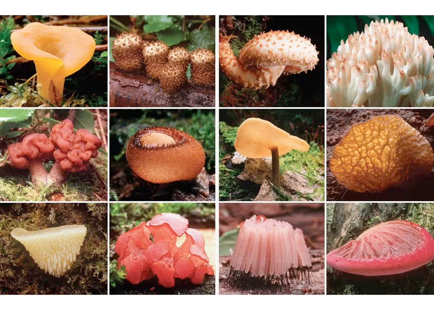 Fantastic Fungi: How Mushrooms Can Heal, Shift Consciousness, and Save the Planet