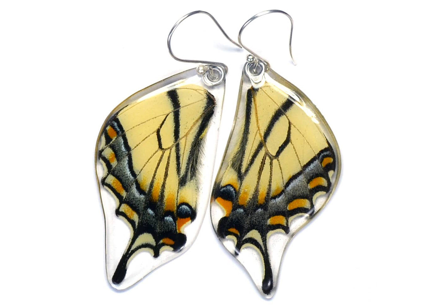 Eastern Tiger Swallowtail Butterfly Wing Earrings