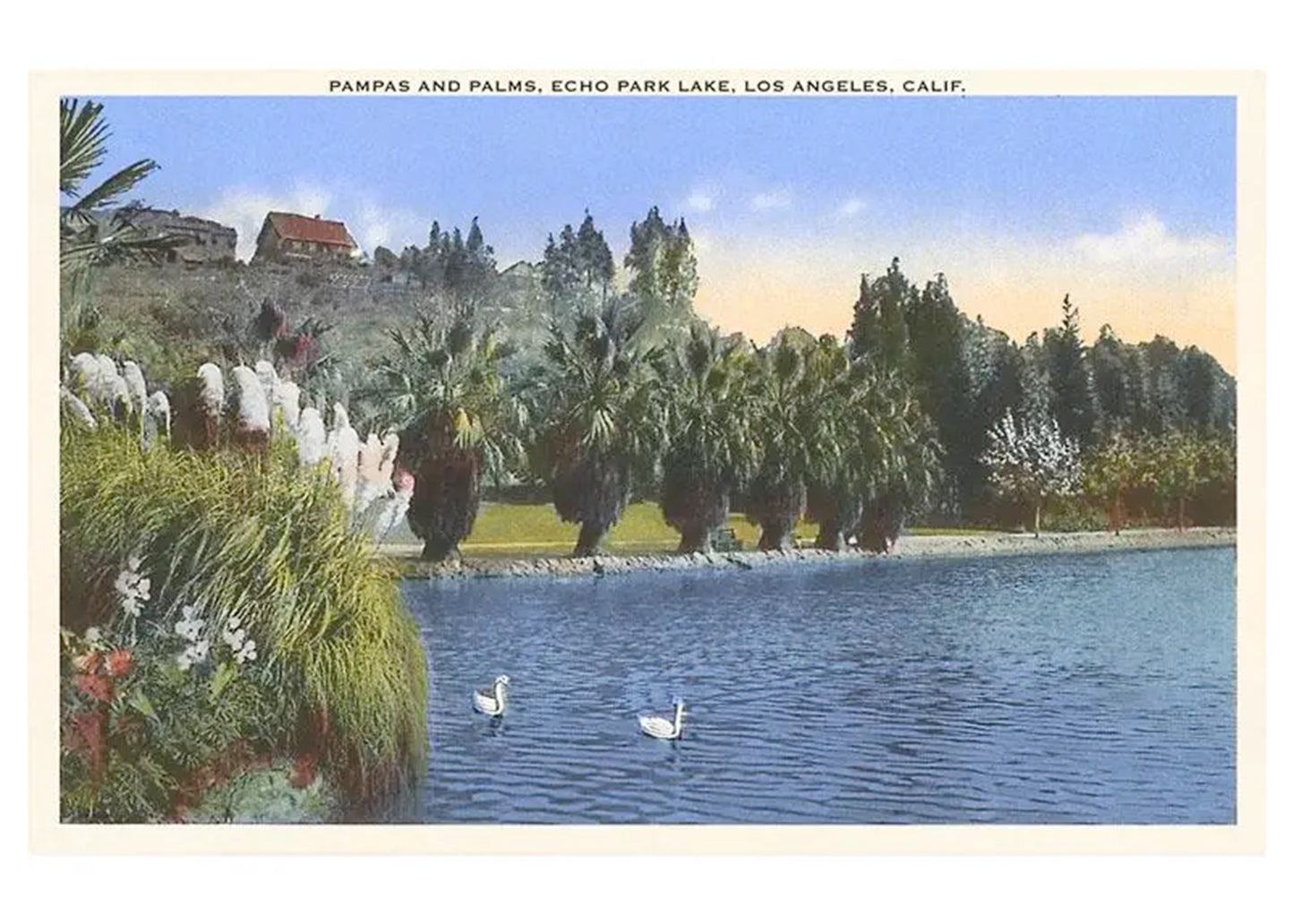 Pampas and Palms at Echo Park Lake Postcard