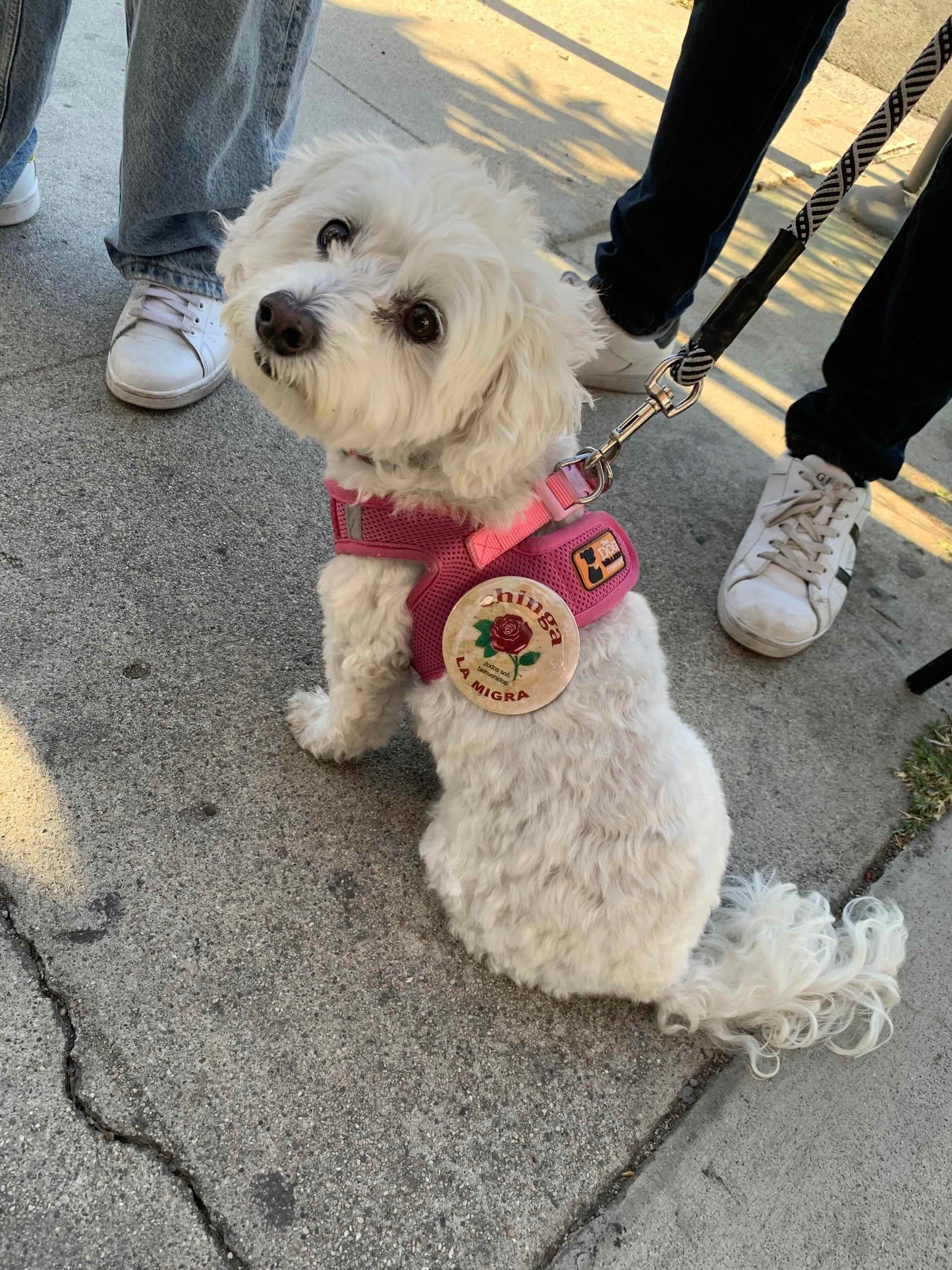 De La Rosa 3" Pinback Button - Free with any purchase