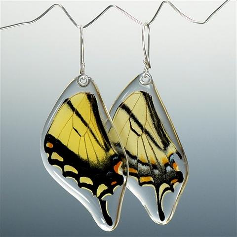 Eastern Tiger Swallowtail Butterfly Wing Earrings