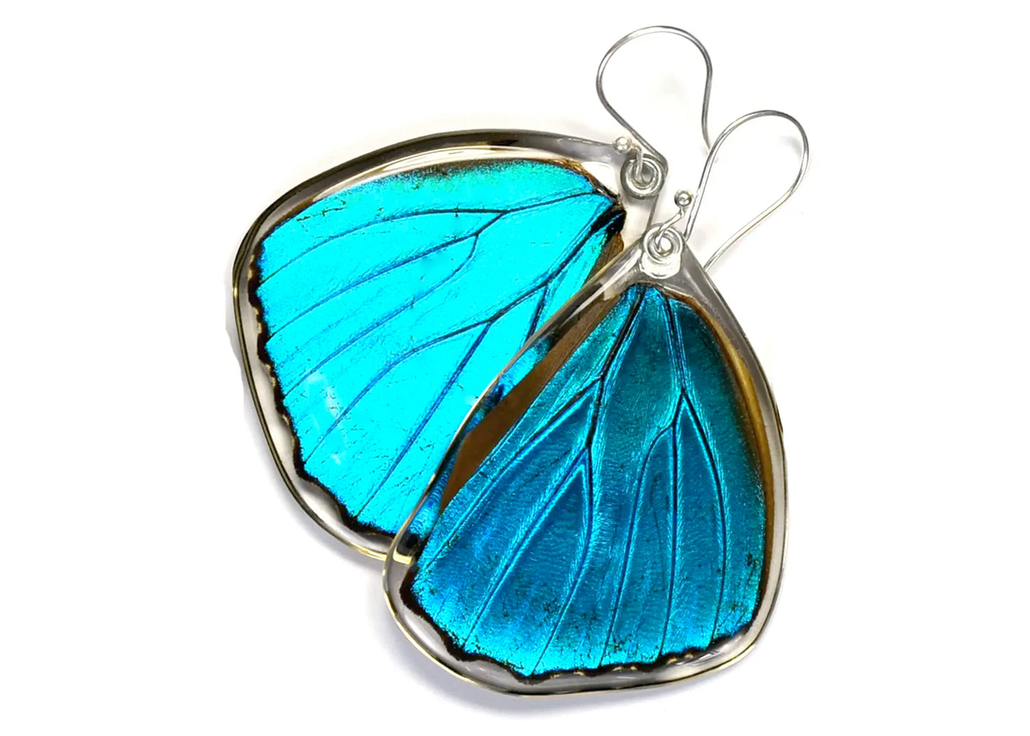 Blue Morpho Butterfly Wing Earrings (Lower)