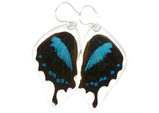 Blue Swallowtail Oribazus Butterfly Wing Earrings
