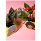 Potheads Ceramic Planter Set